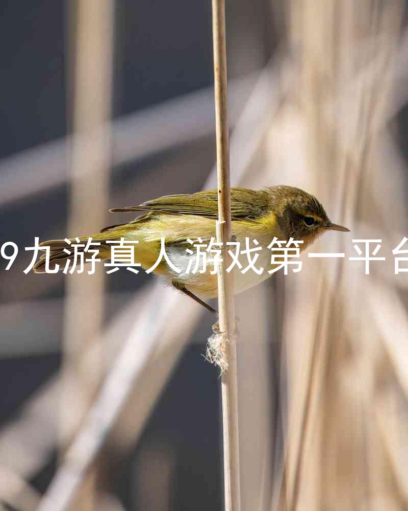 j9九游真人游戏第一平台